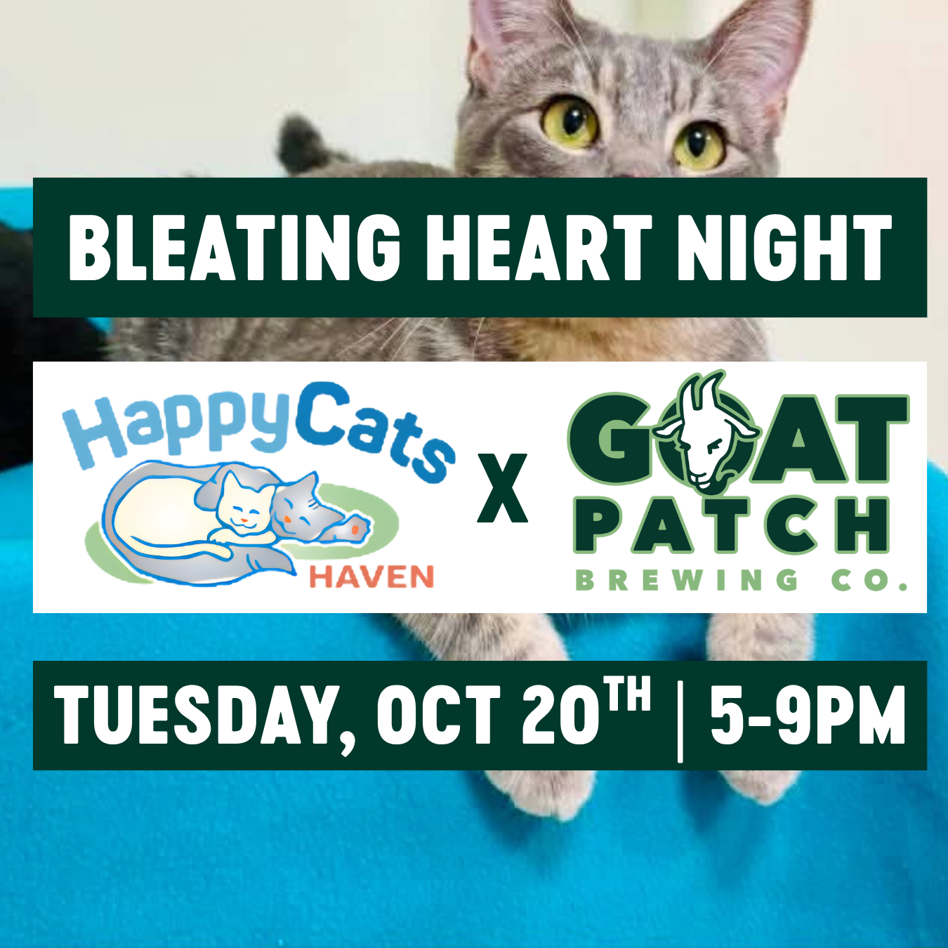 Bleating Heart Night: Happy Cats Haven