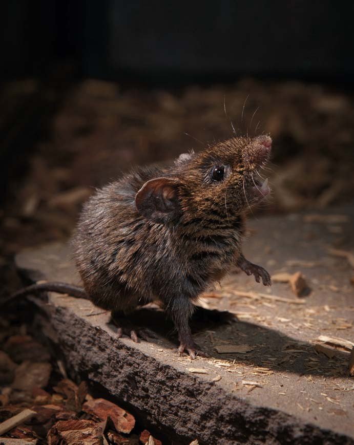Singing Mouse