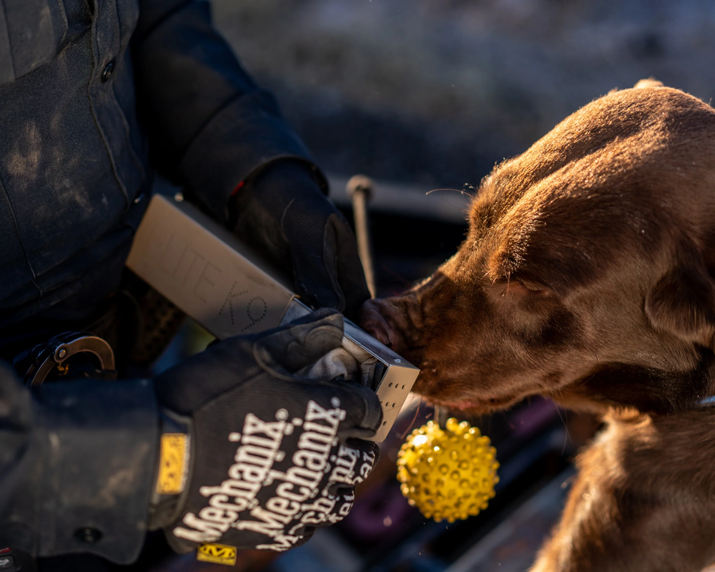 “ Marijuana Legalization Threatens These Dogs’ Collars ” Role: Producer, assigning photo editor Photographer: Ryan David Brown