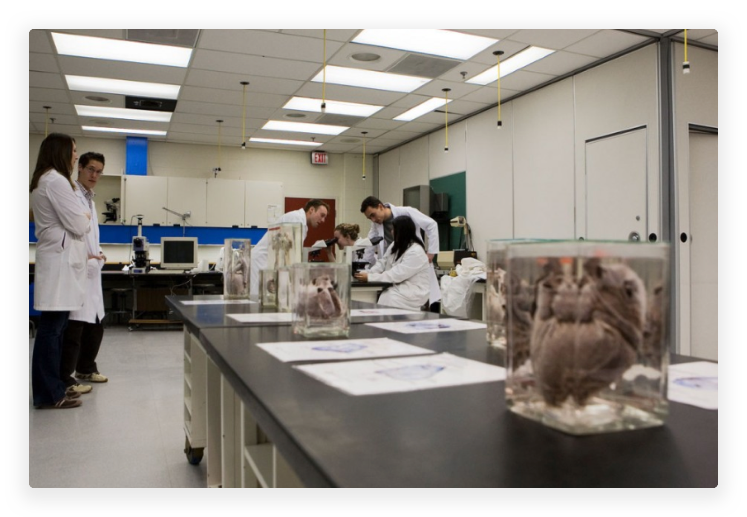 Anatomy Lab