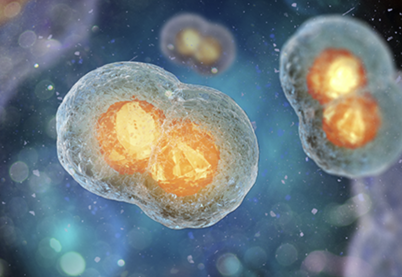 Developmental Toxicity and Study Design