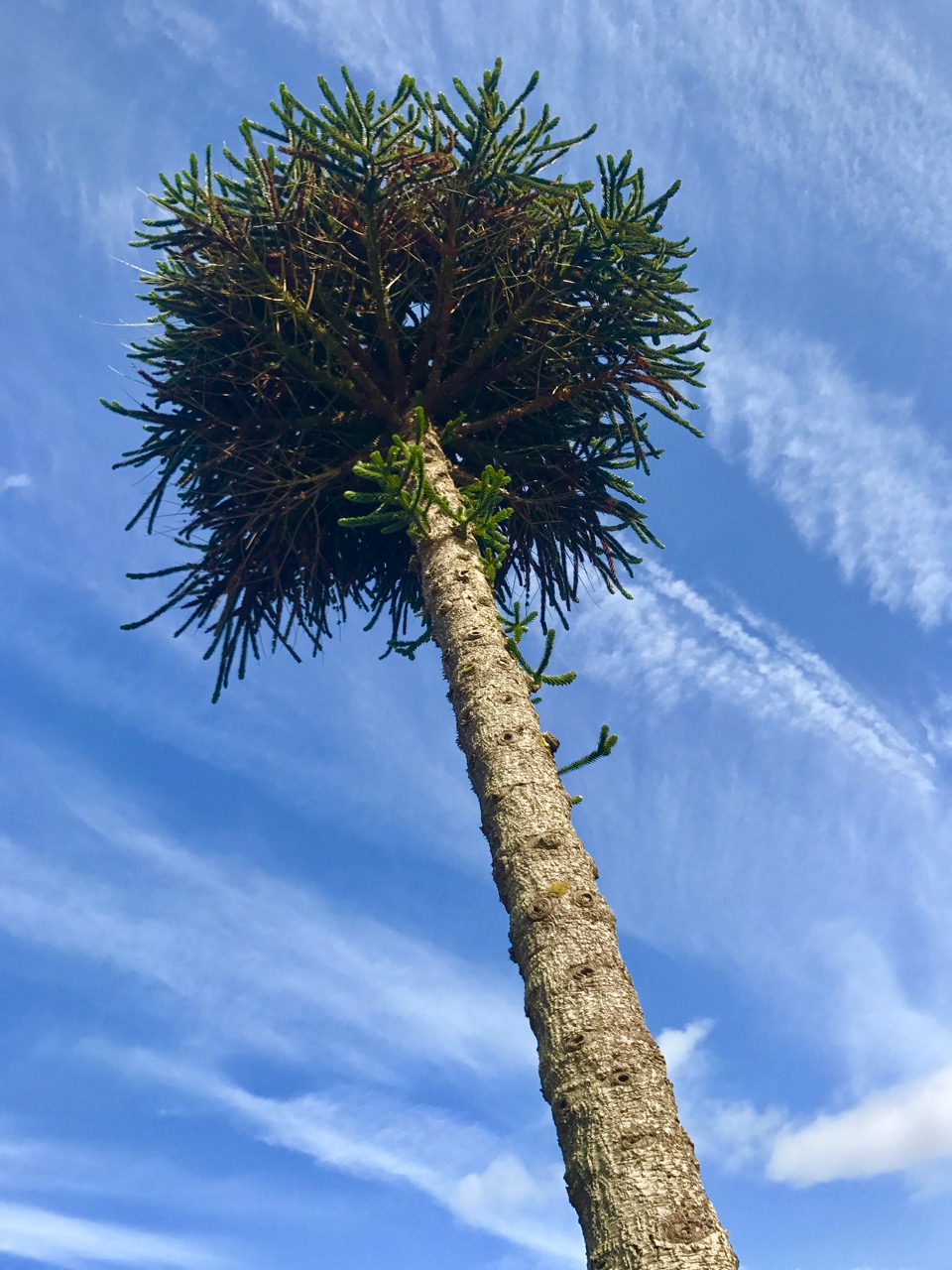 Araucaria - not a palm tree