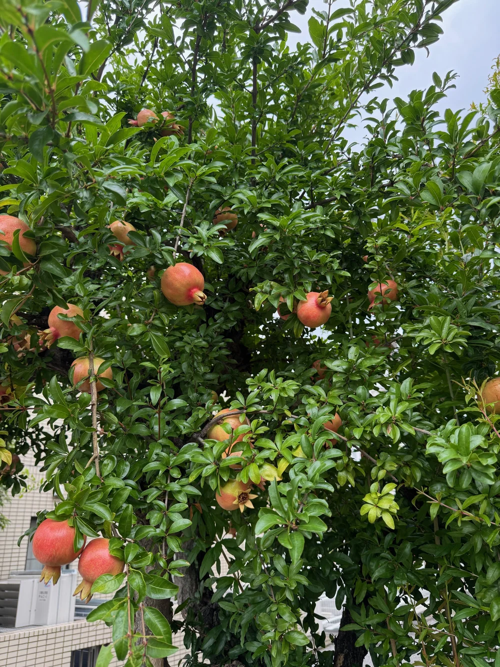 Pomegranate tree