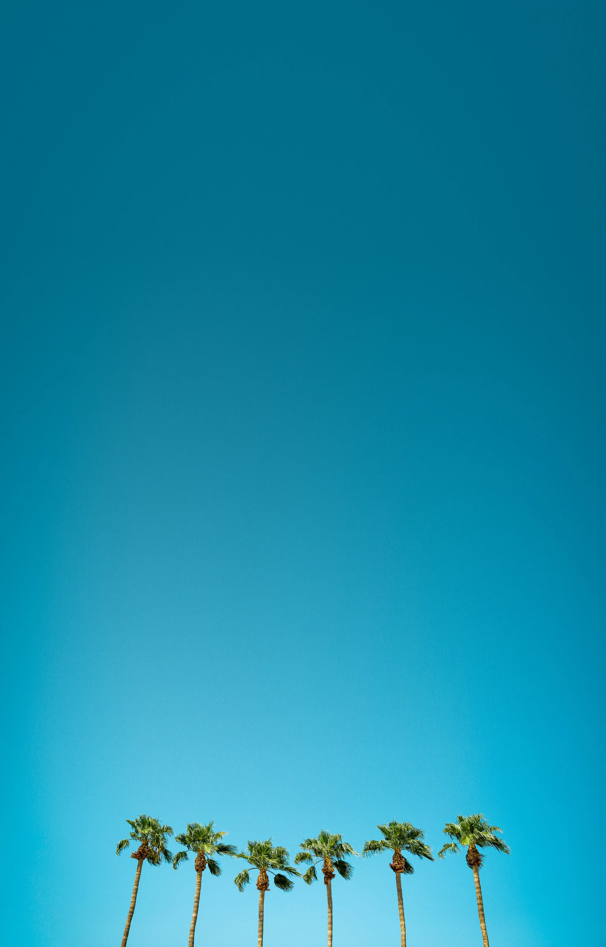 JGP-Print021-palm tree background.jpg