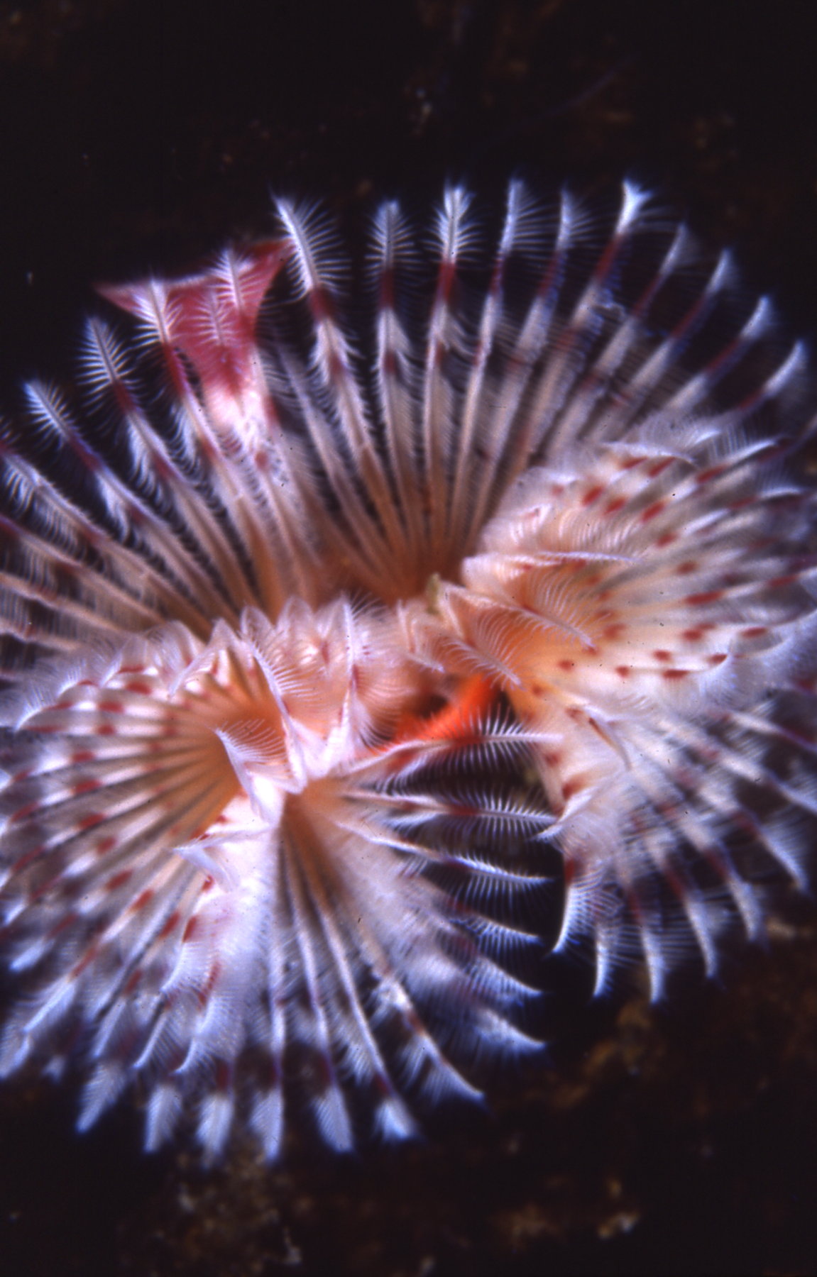 Tube Worm.jpg