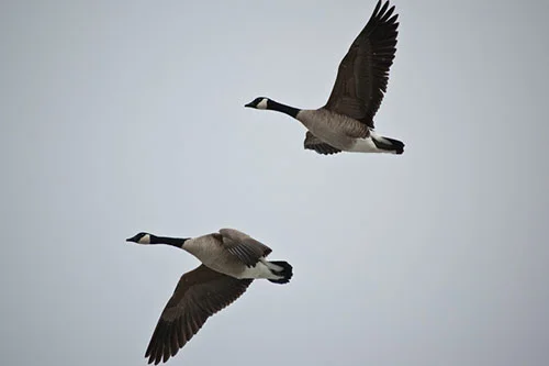 canadian-geese-pair-flying.jpg