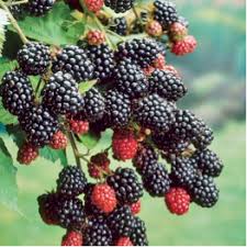 Even thorny problems, approached correctly, can bear fruit.