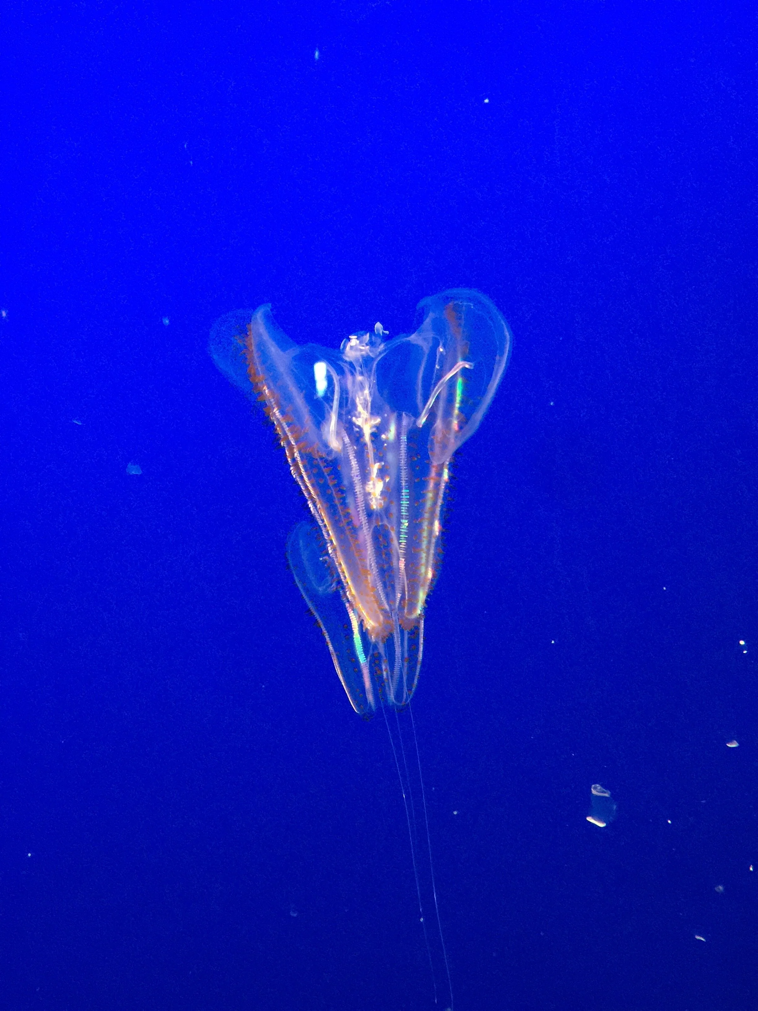 COVID, Earth Day and the Abyss