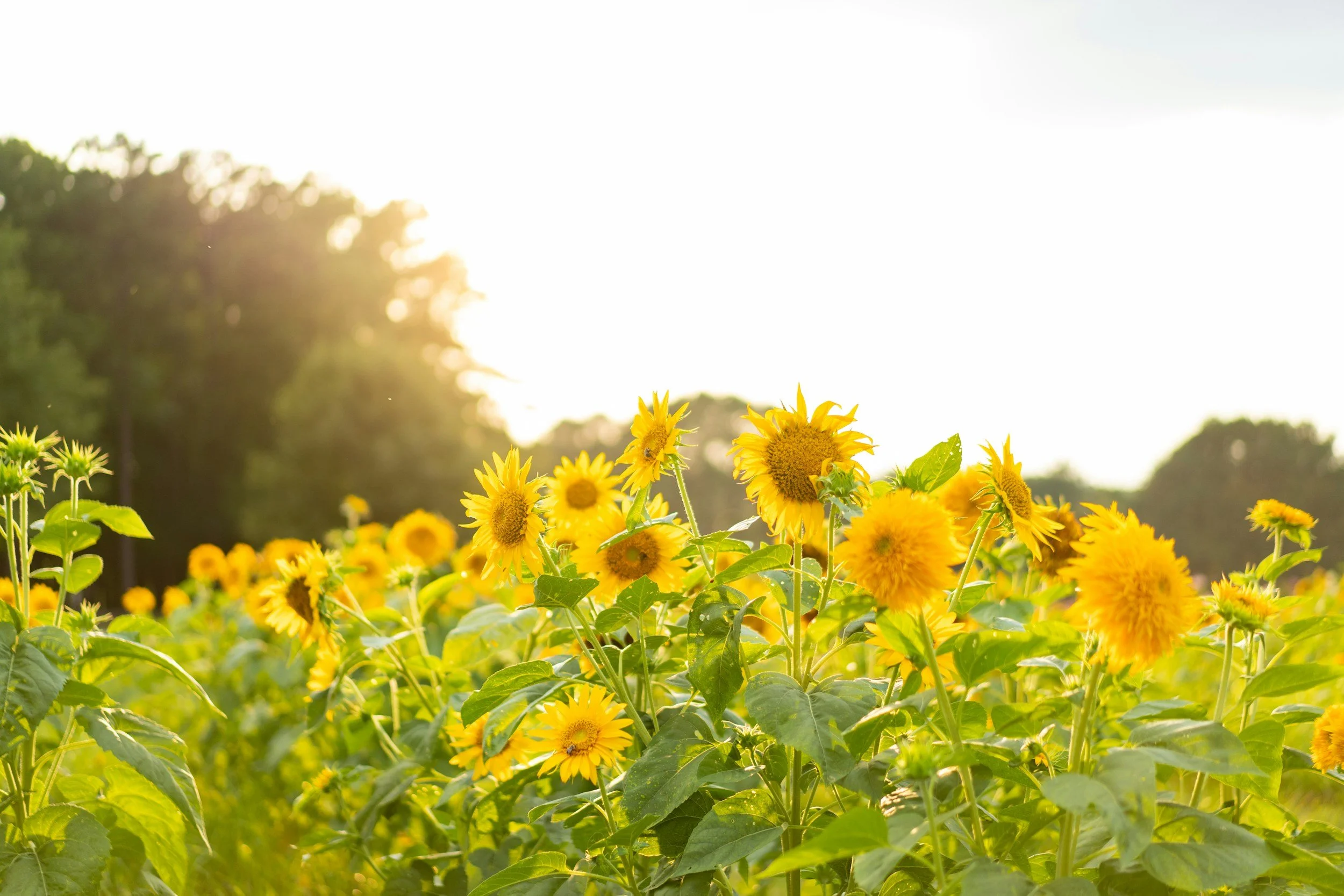Winter Wellness: How Therapeutic Massage Boosts Circulation and Combats Seasonal Slumps