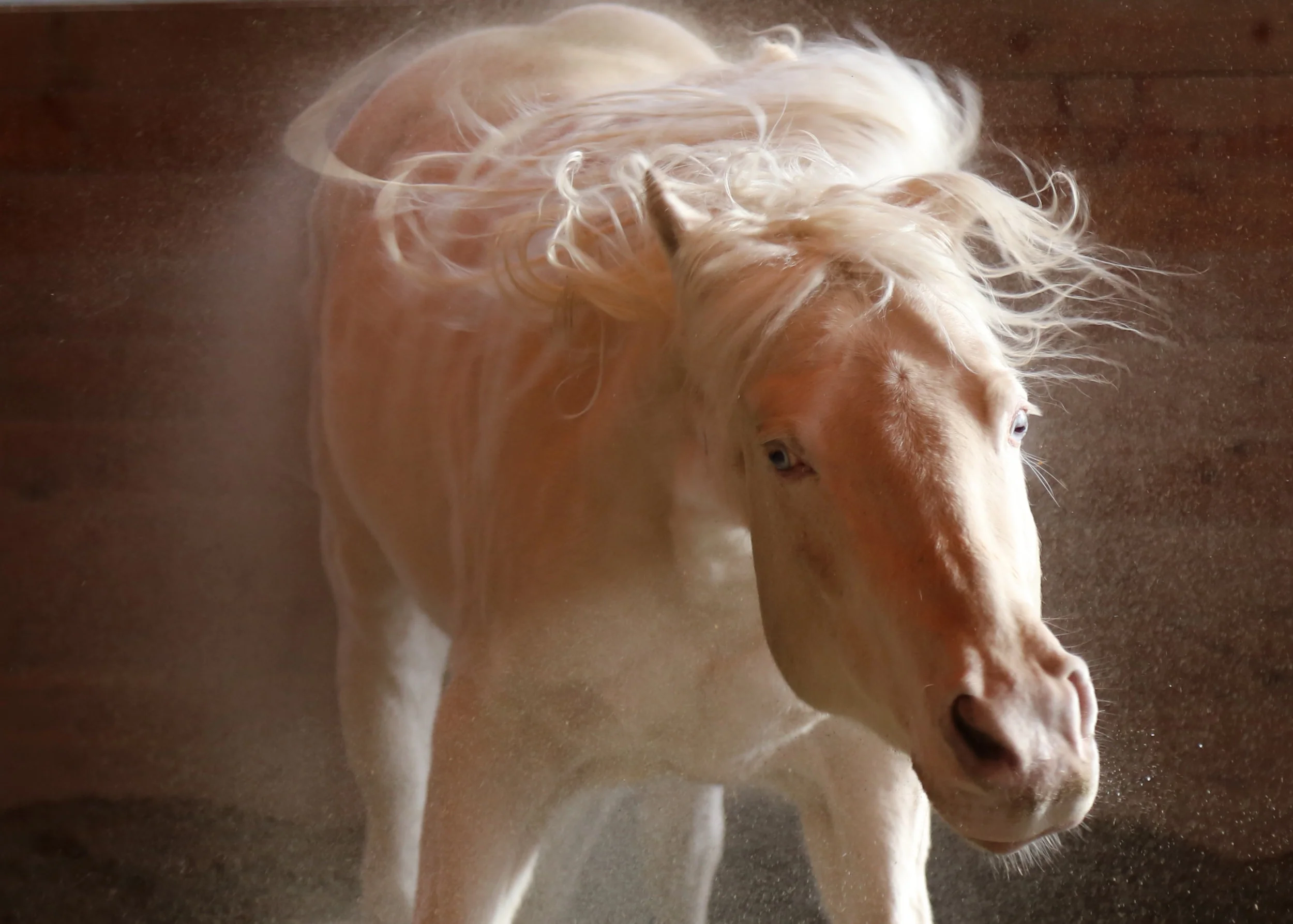 Conner Shakes it Off.jpg