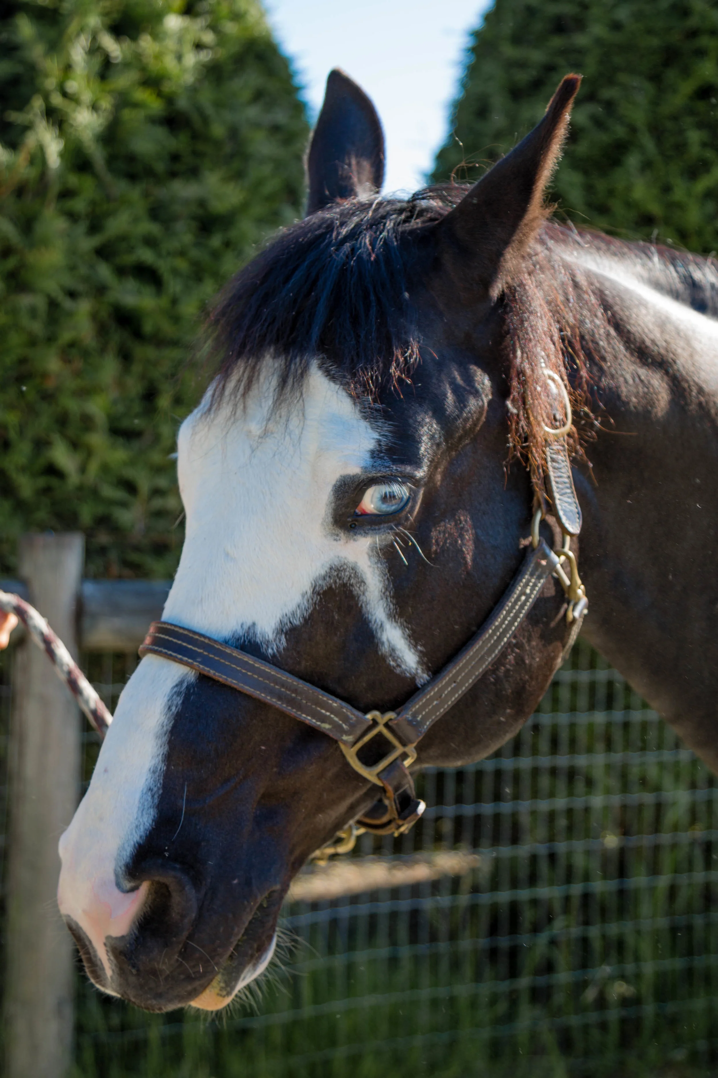 2017 8 5  Leroy  2_.jpg