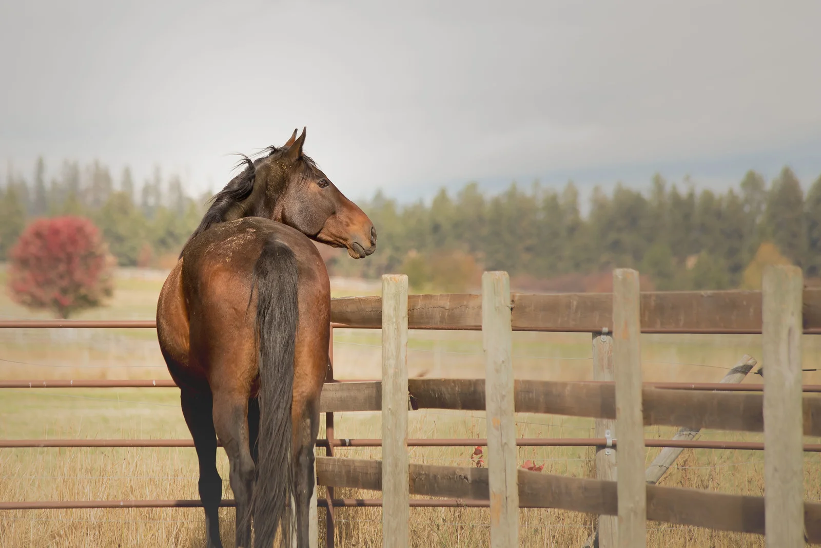 2017-10-15 Liam's New Paddock_-X3.jpg