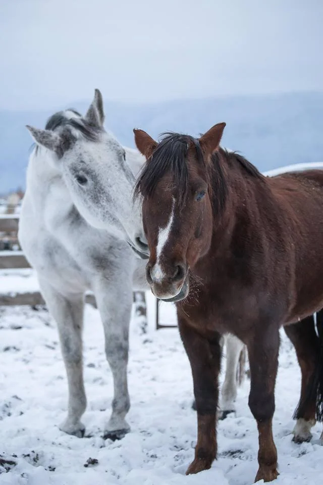 2017 3 20  Connor's Braid_.jpg