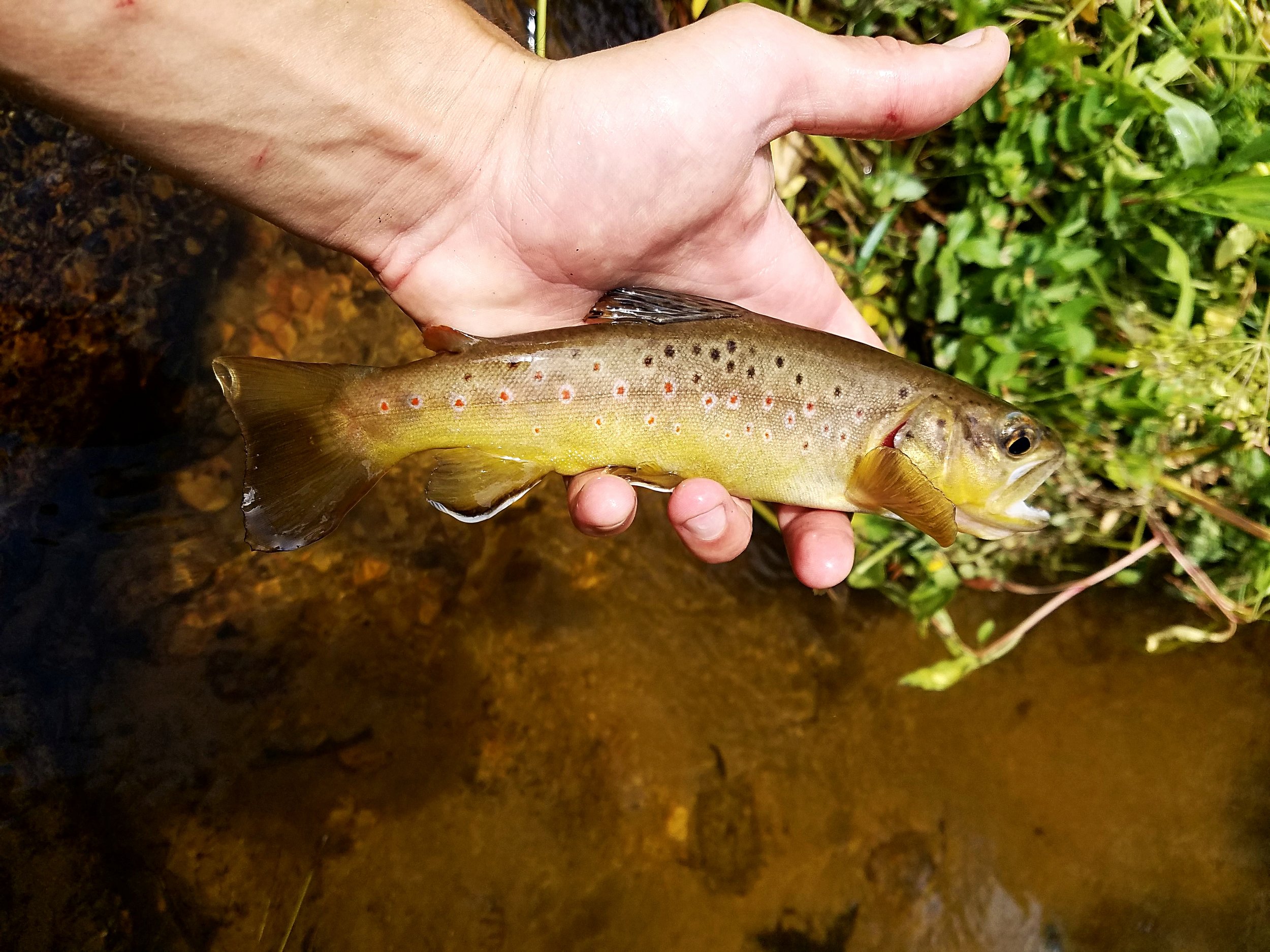  Wild browns in gold country 