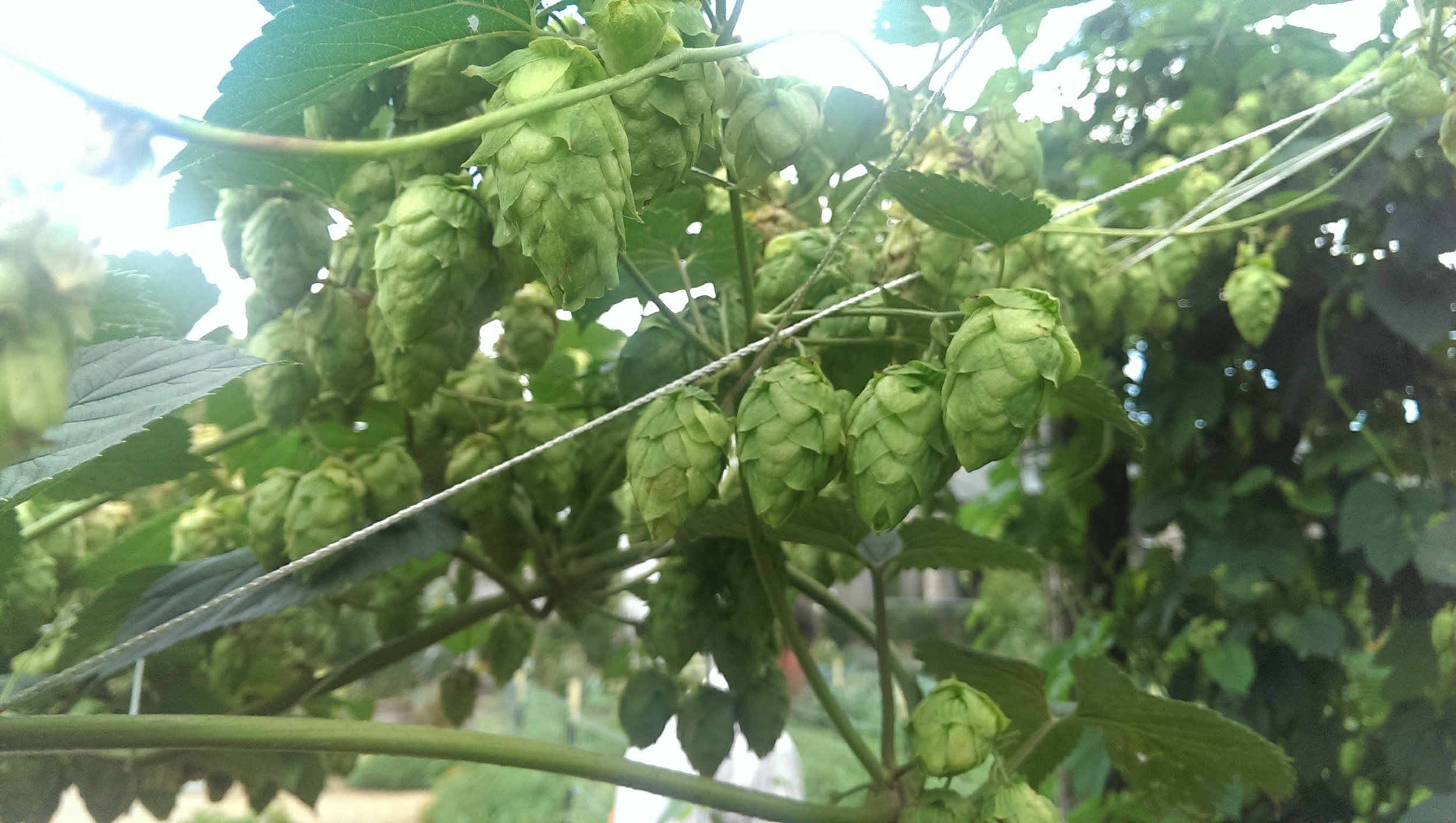 Hops.jpg