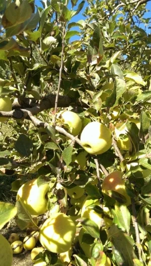 A golden delicious tree laden with fruit at Stepp's Hillcrest Orchard in Hendersonville, NC in early October 2017.