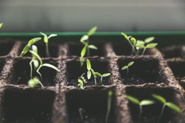 Seedlings.jpg