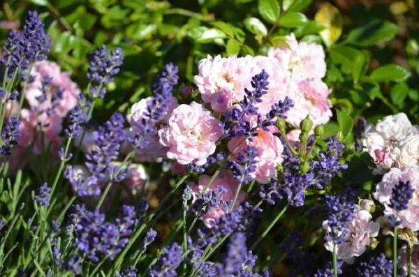 Lavender (Lavandula sp) and Rose (Rosa sp) growing side-by-side, collaborating in an uplifting olfactory experience