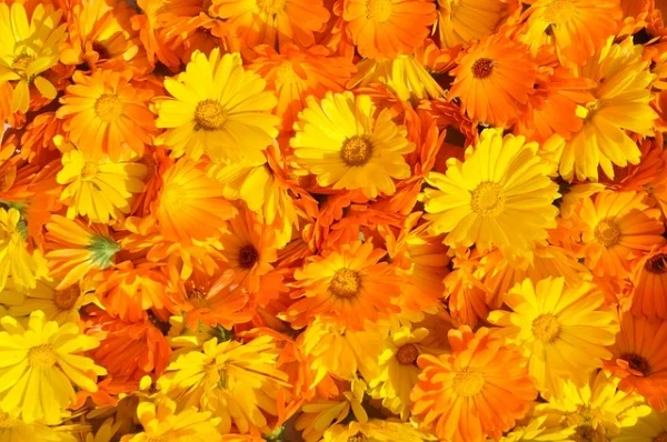 Abundant calendula (Calendula officinalis) with many healing properties
