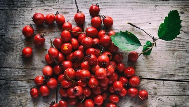 HawthorneBerries.jpg