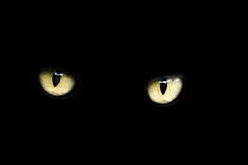 CatEyes.jpeg