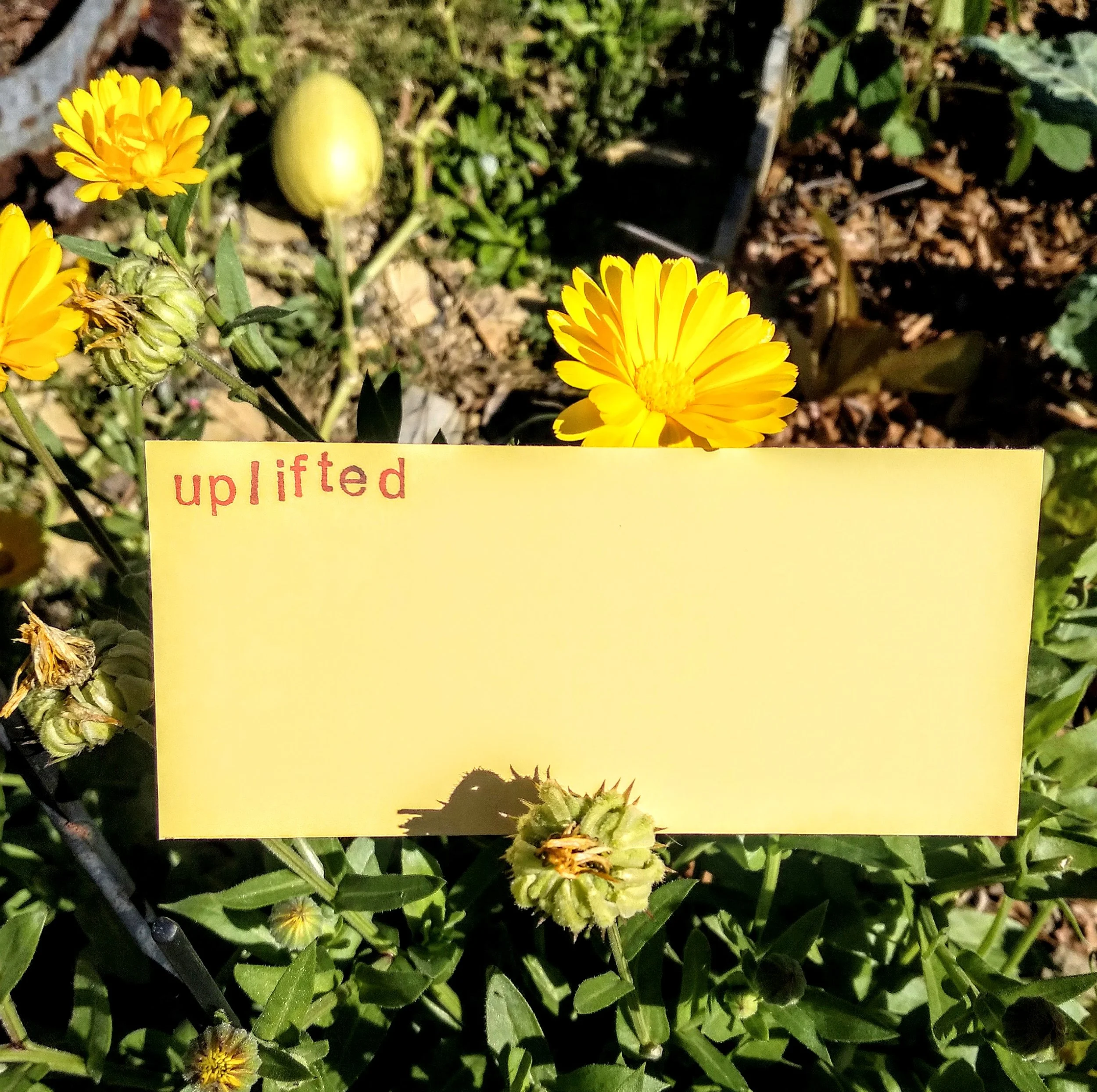Uplifted Card.jpg