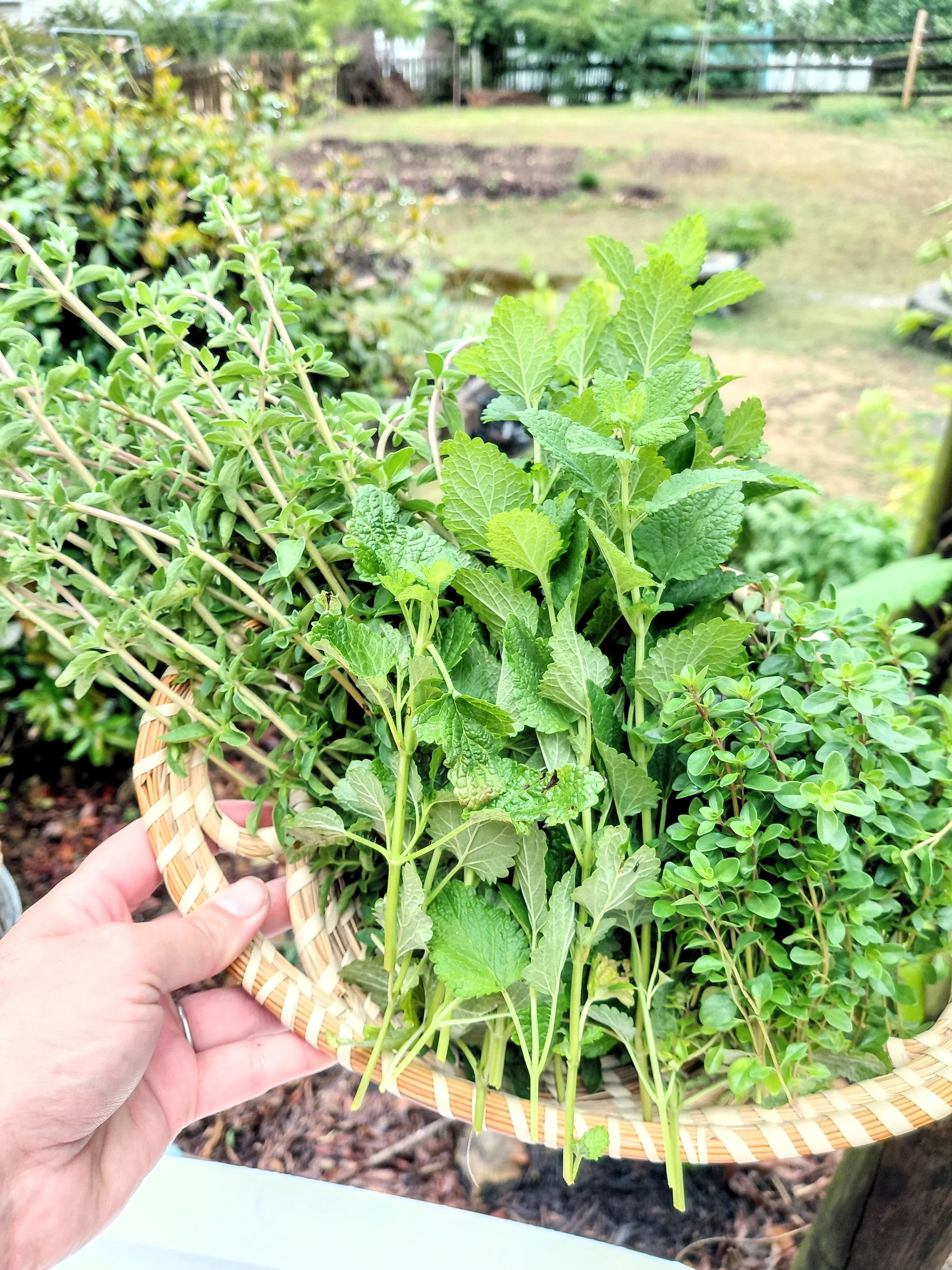 Herbs Basket.jpg