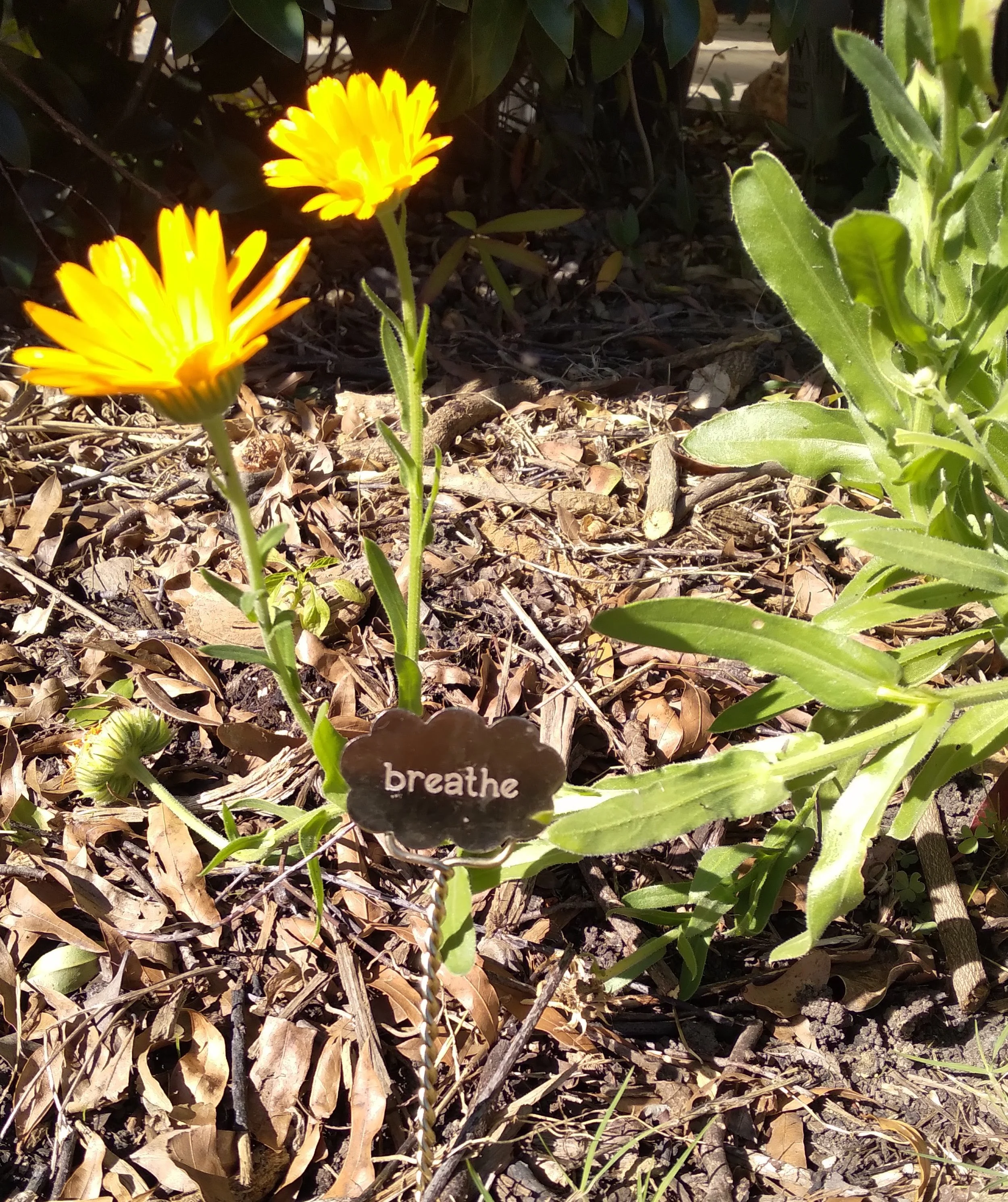 Calendula Breathe.jpg