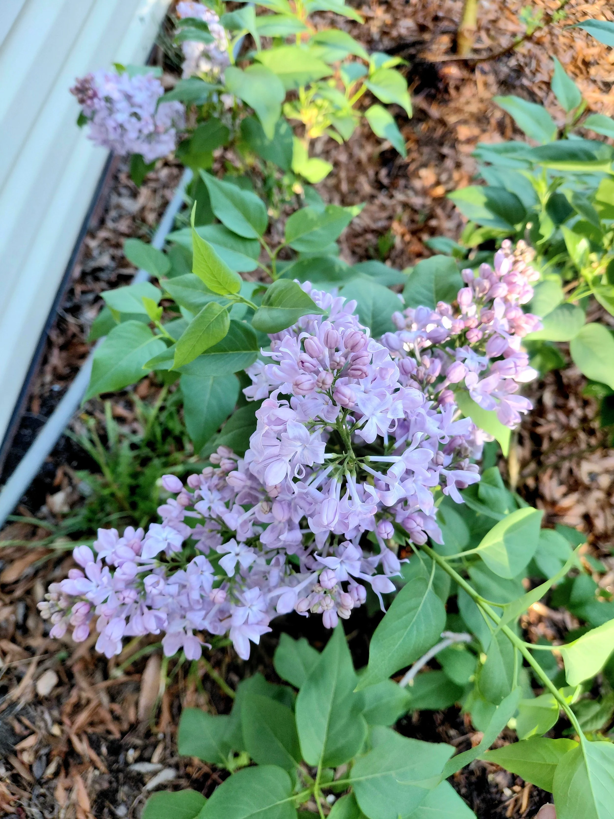 Lilac.jpg