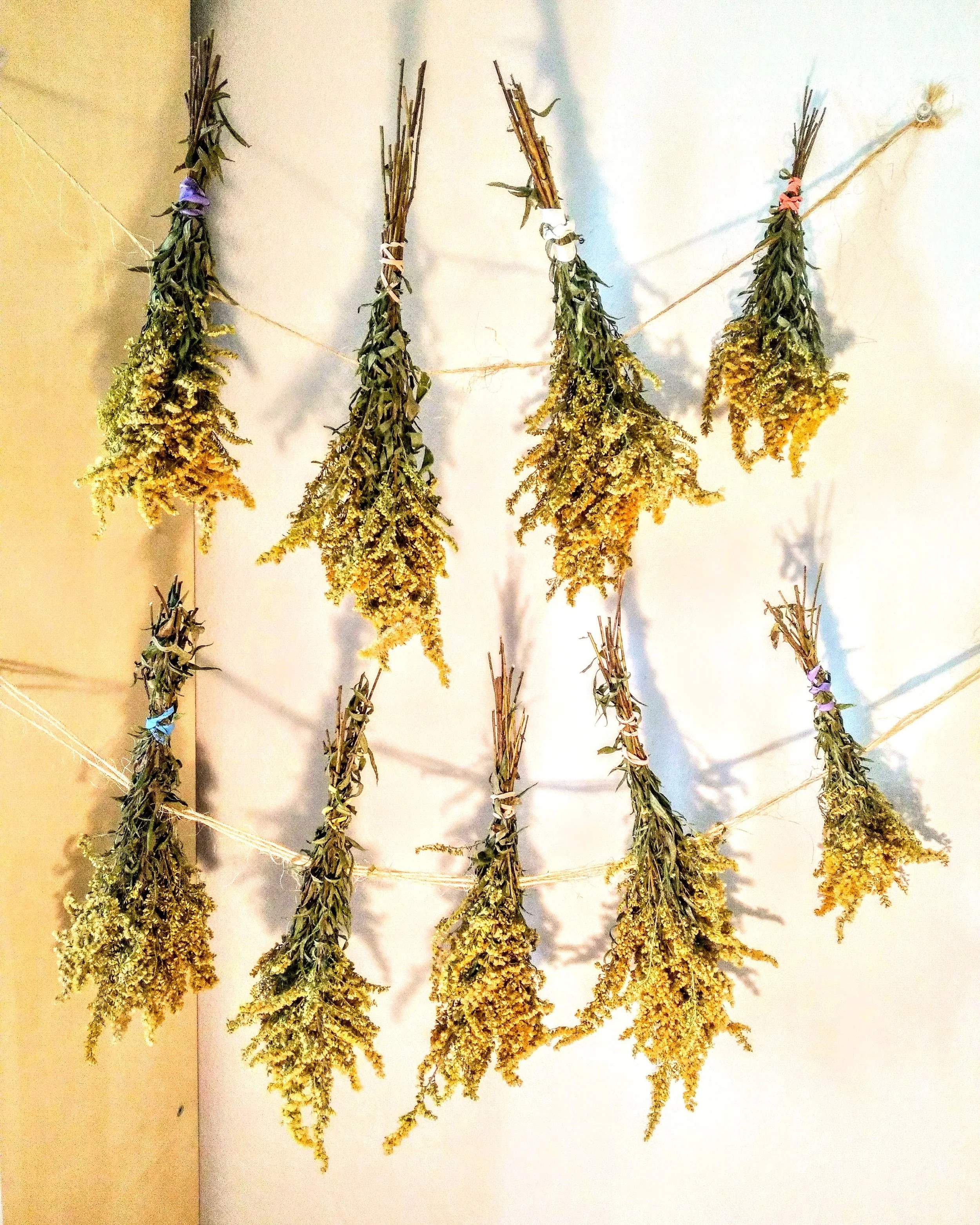 Drying Goldenrod.jpg