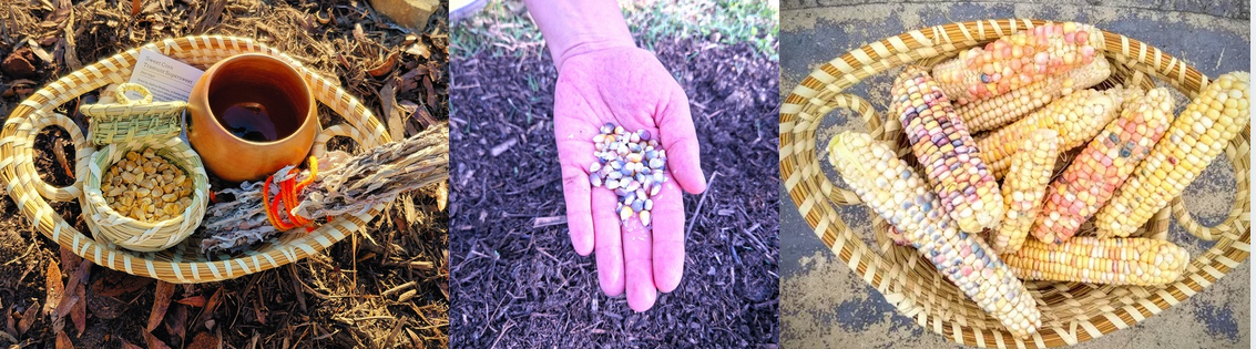Corn Collage.png