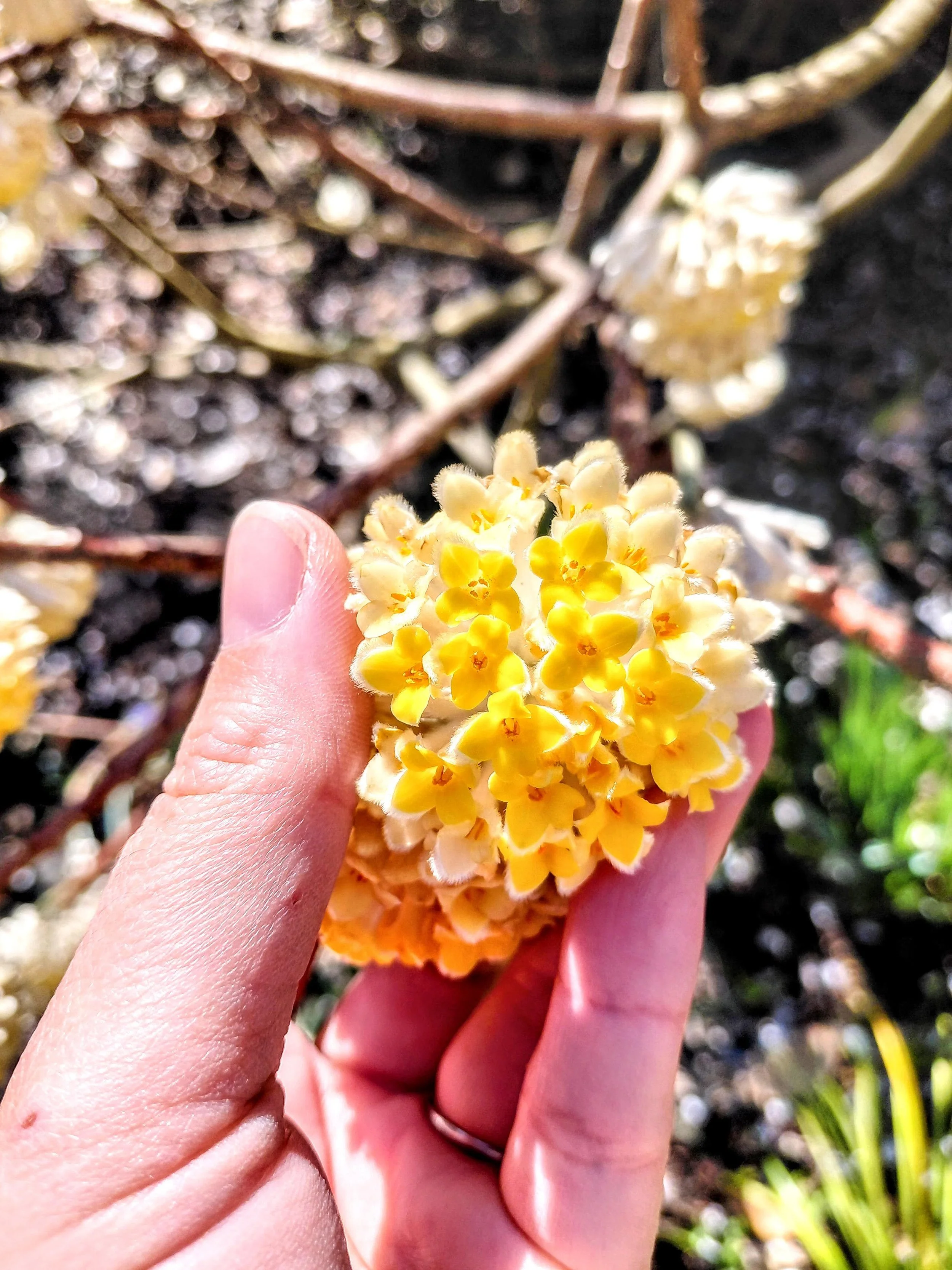 Flowers.jpg