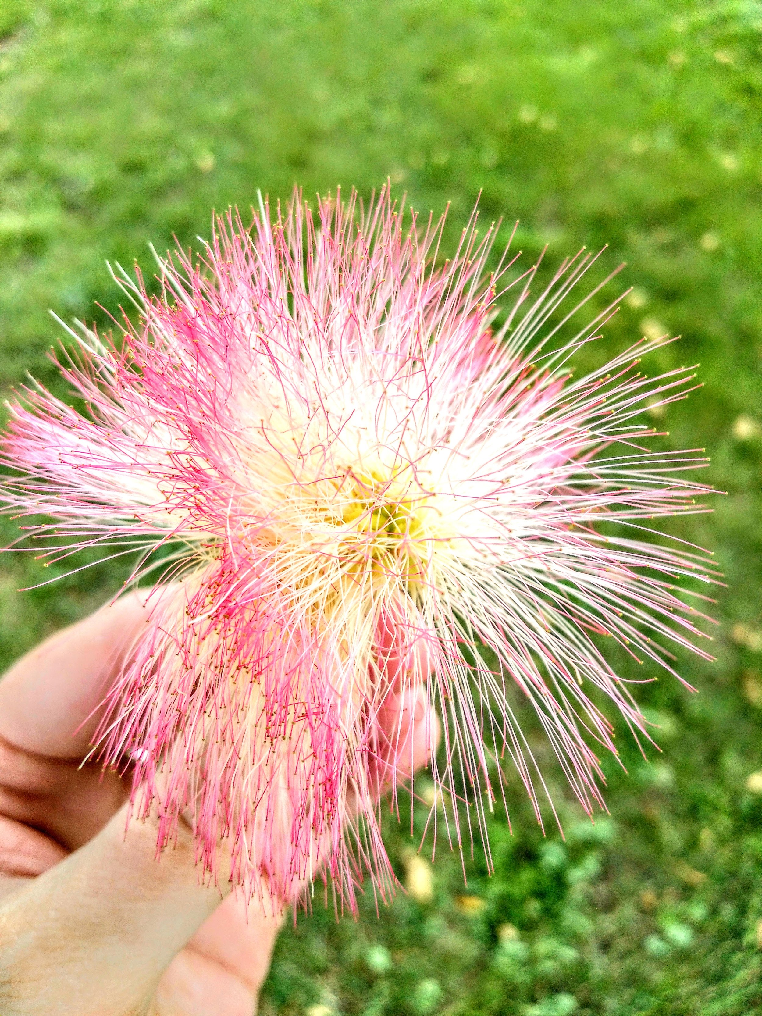 Mimosa Bloom.jpg