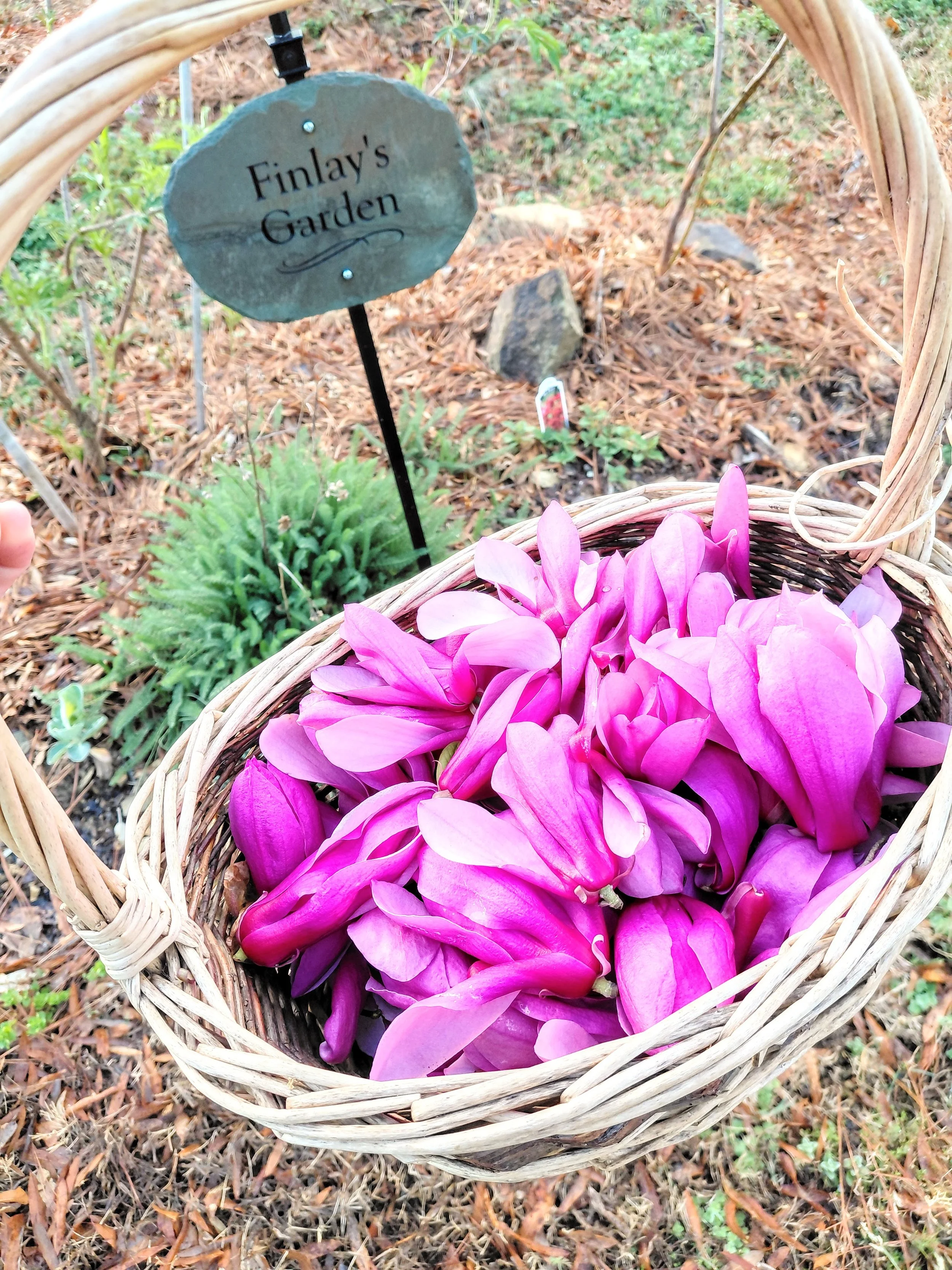 Magnolia Flowers.jpg