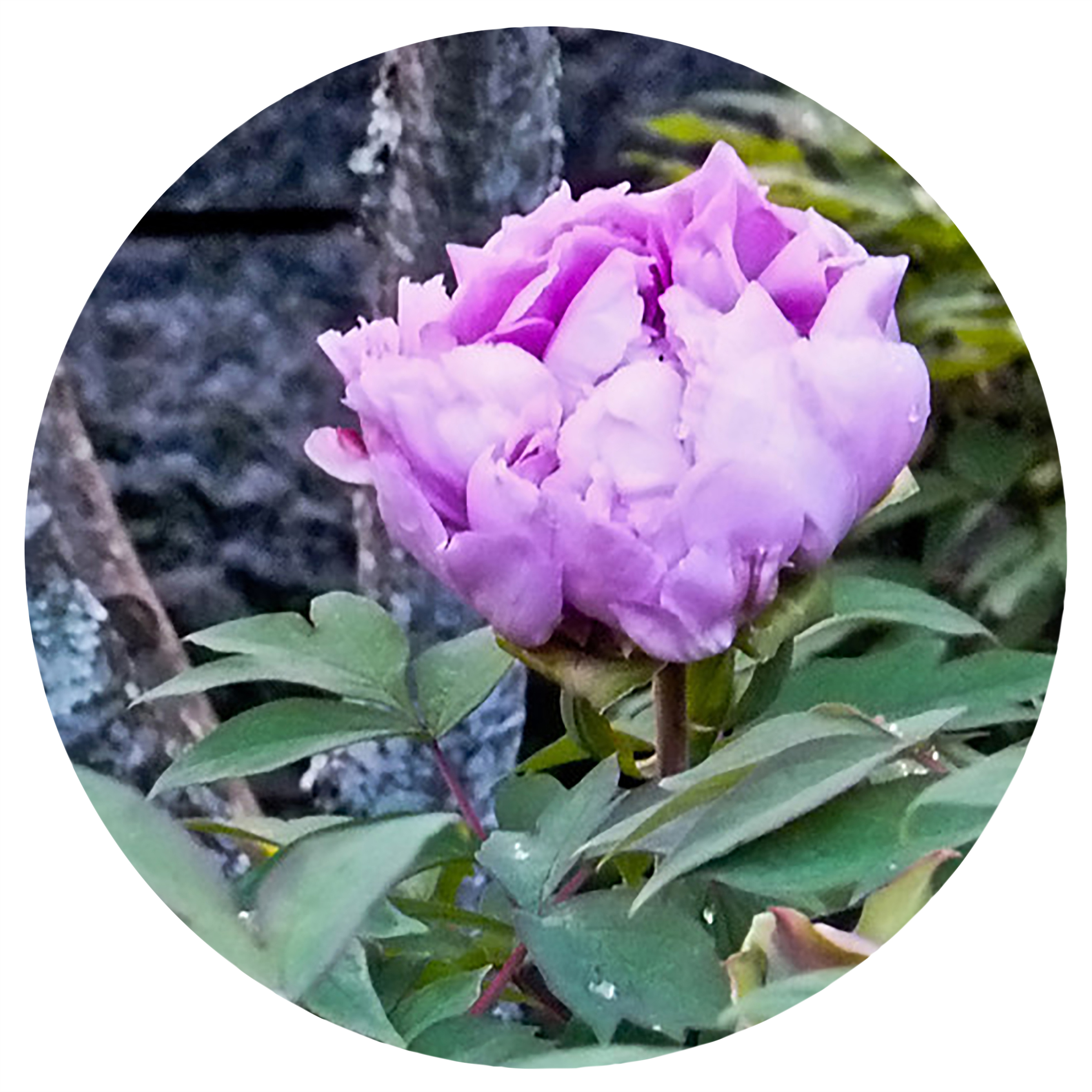 Peony Celebration - May