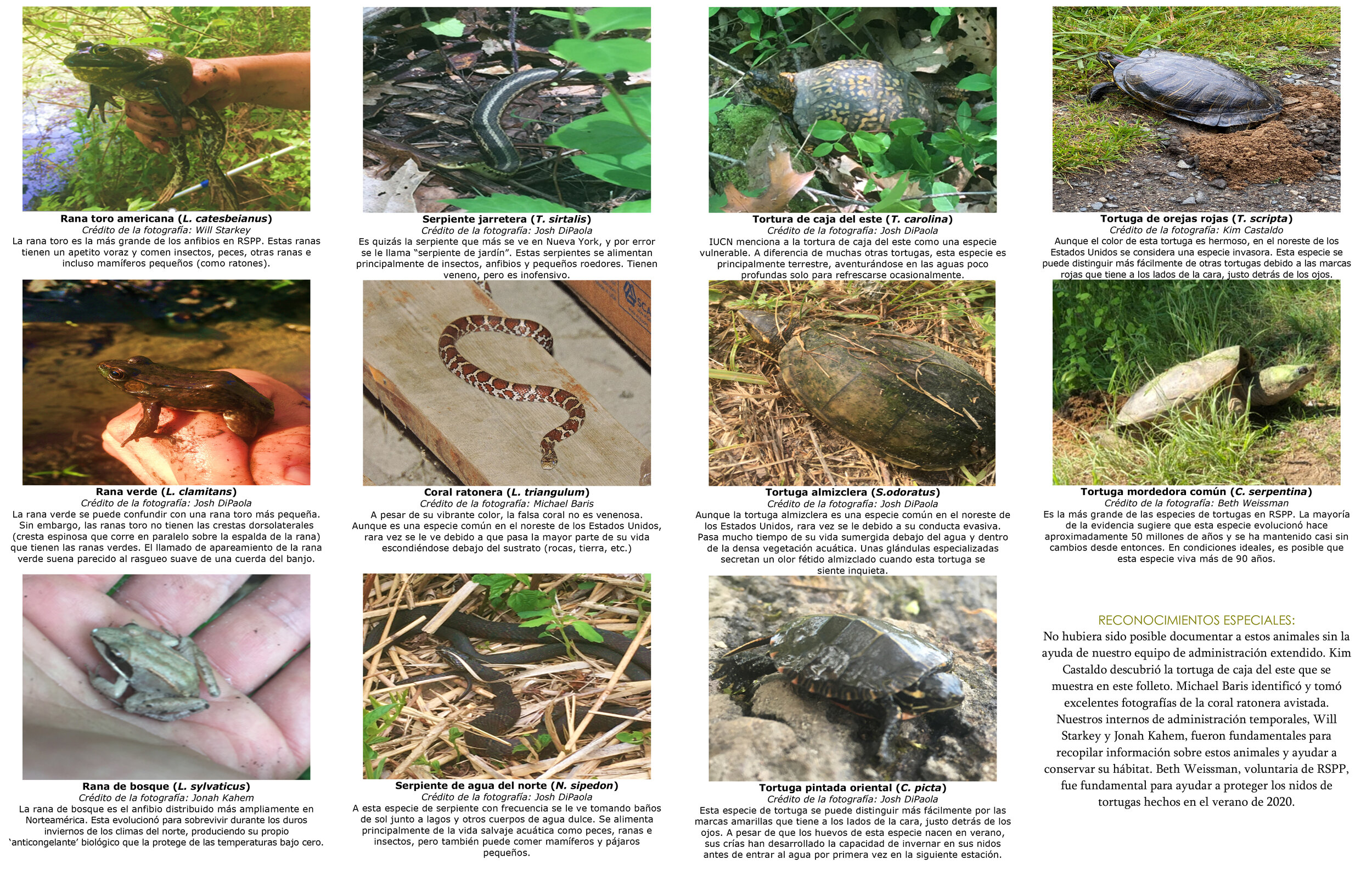 Amphibians & reptiles RSPP 7.7_spa-US-1.jpg
