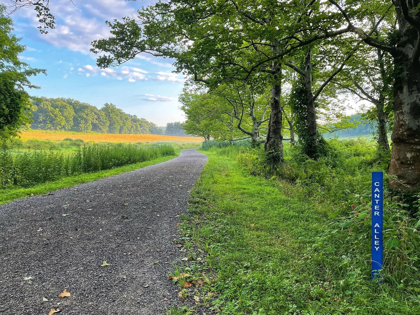 Canter Alley 💚 Douglas Hill

#rockefellerstateparkpreserve #rockefellerstatepark #nystatrparks #friendsofrspp