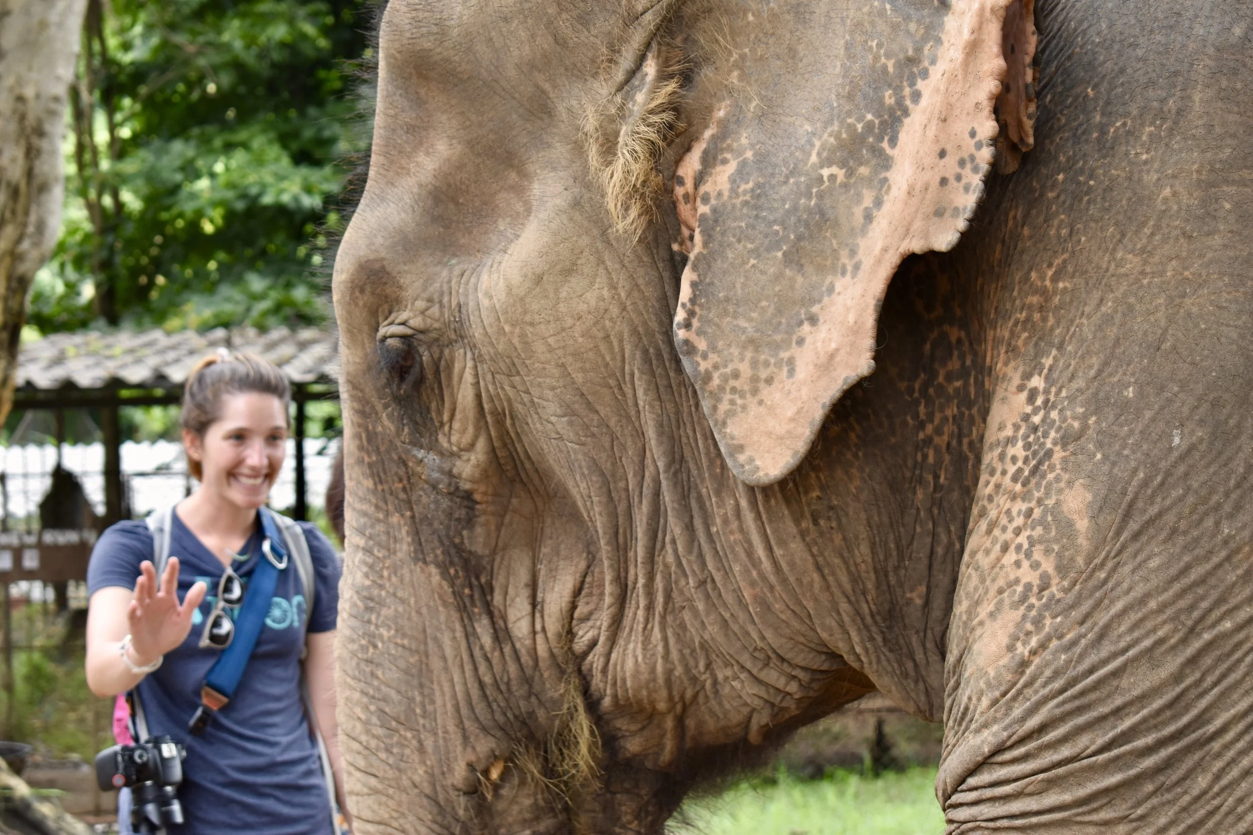 Why I Won’t Ride Elephants 