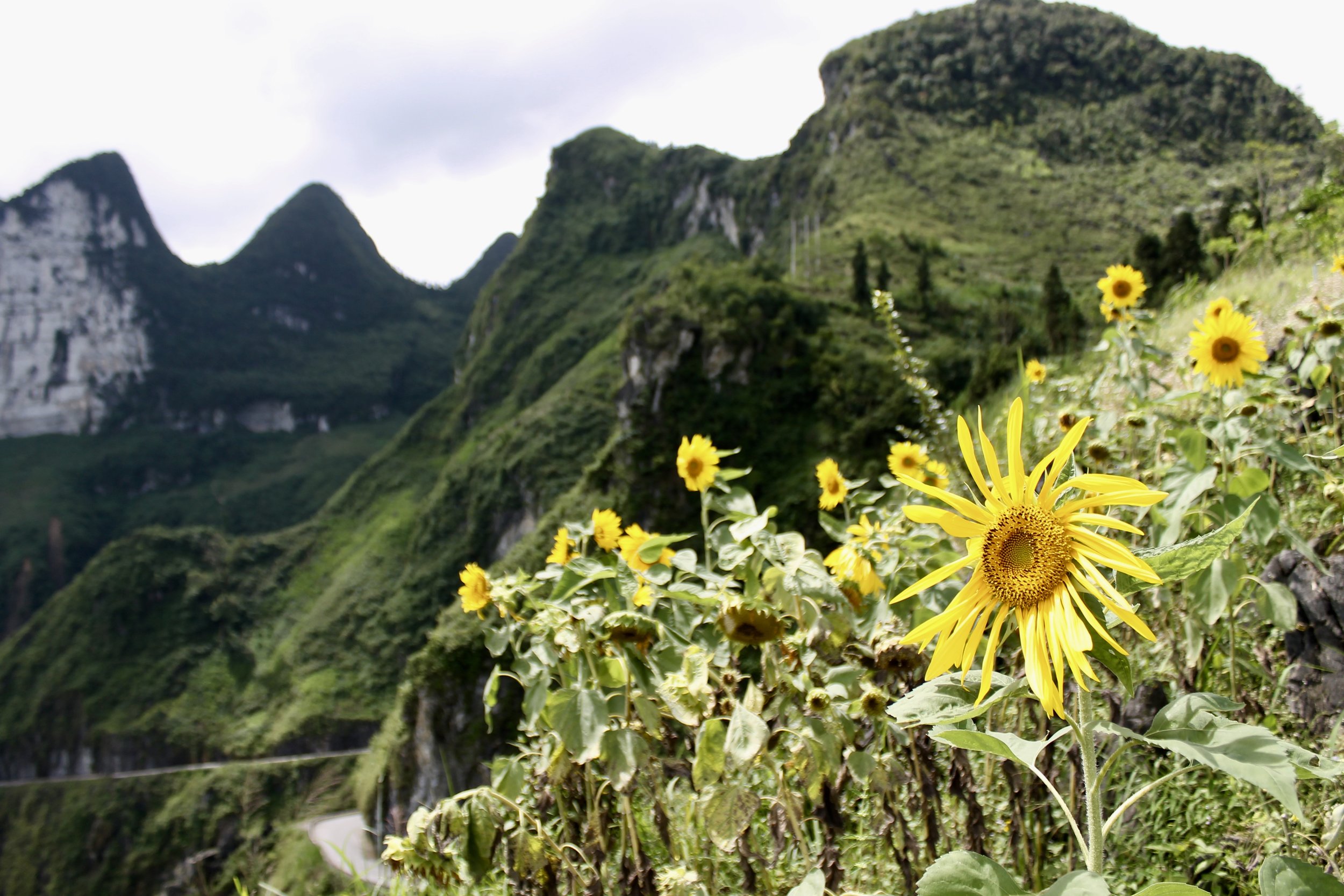  Okay, this was a legitimate flower field, overlooking the Ma Pi Leng Pass.    