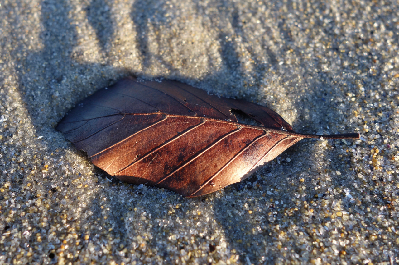 DSC00061.jpg