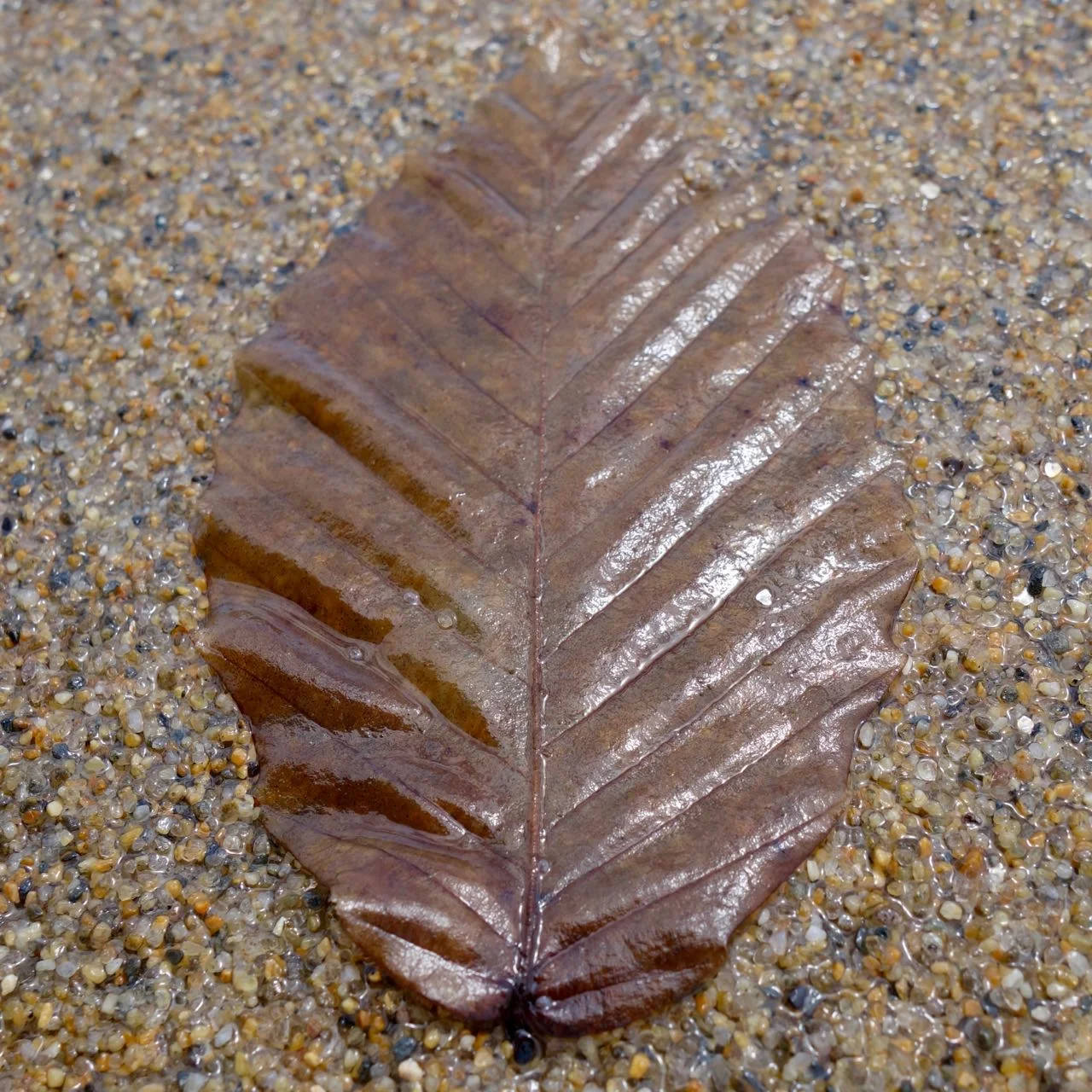 DSC04273.jpg