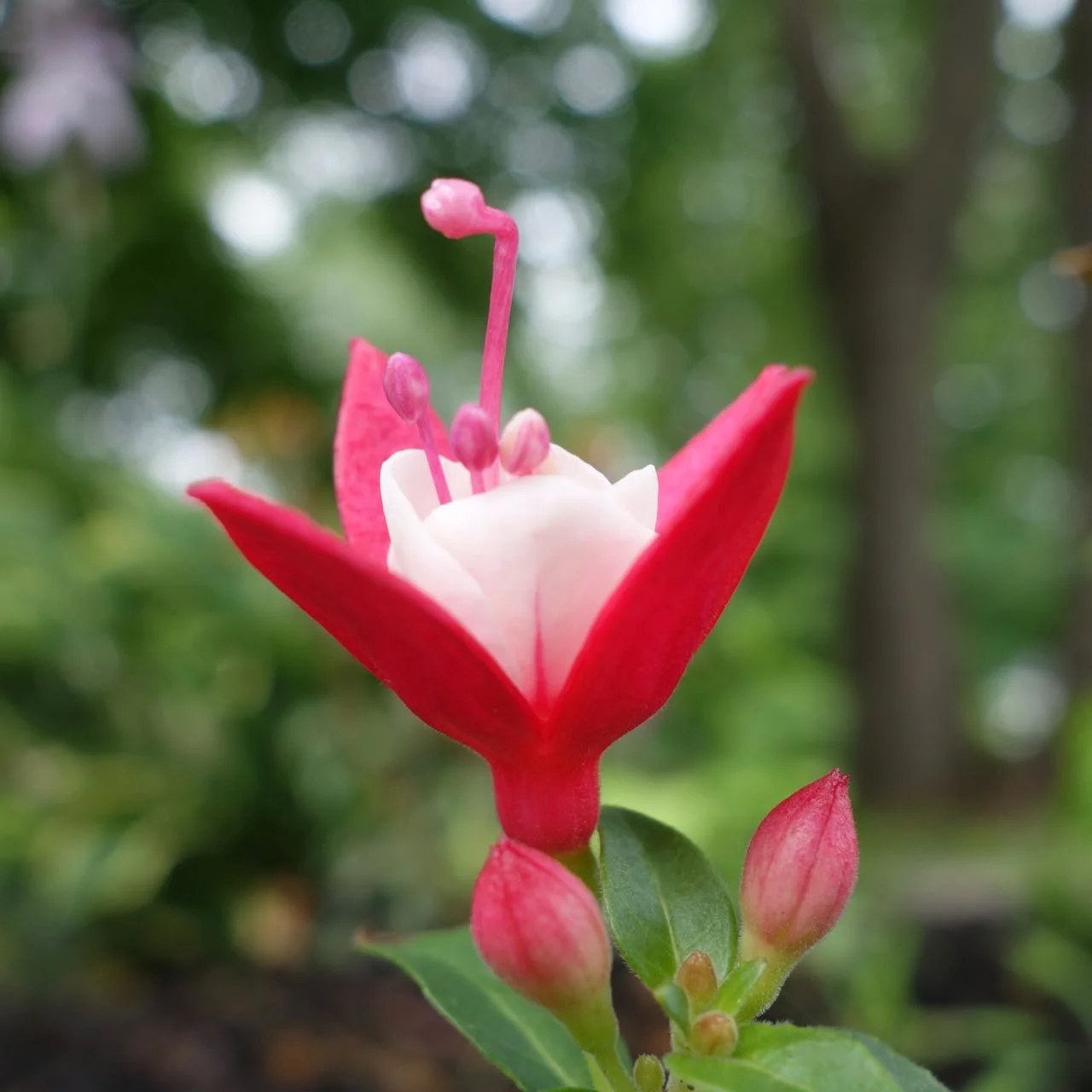 DSC00946.jpg