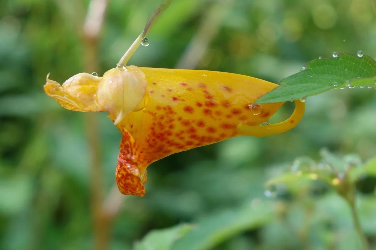 DSC02249.jpg