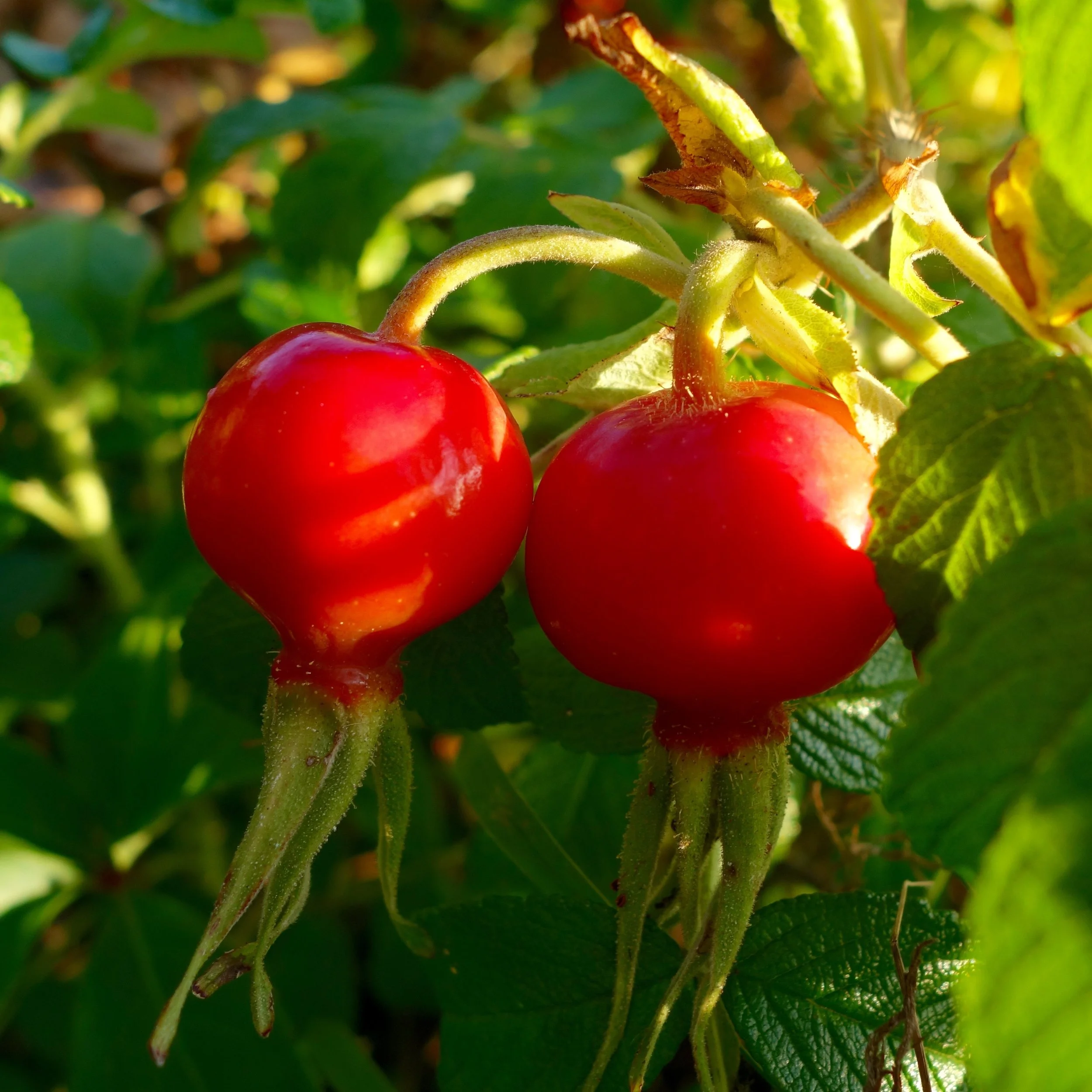 DSC04133.jpg