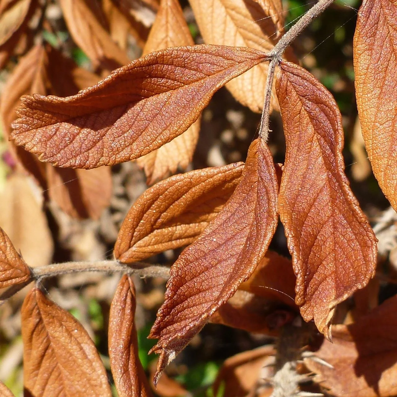 P1330543.jpg