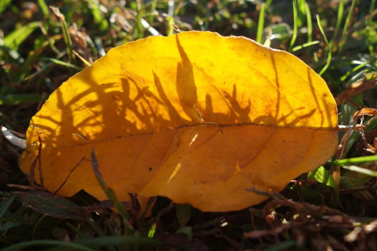 DSC07011.jpg