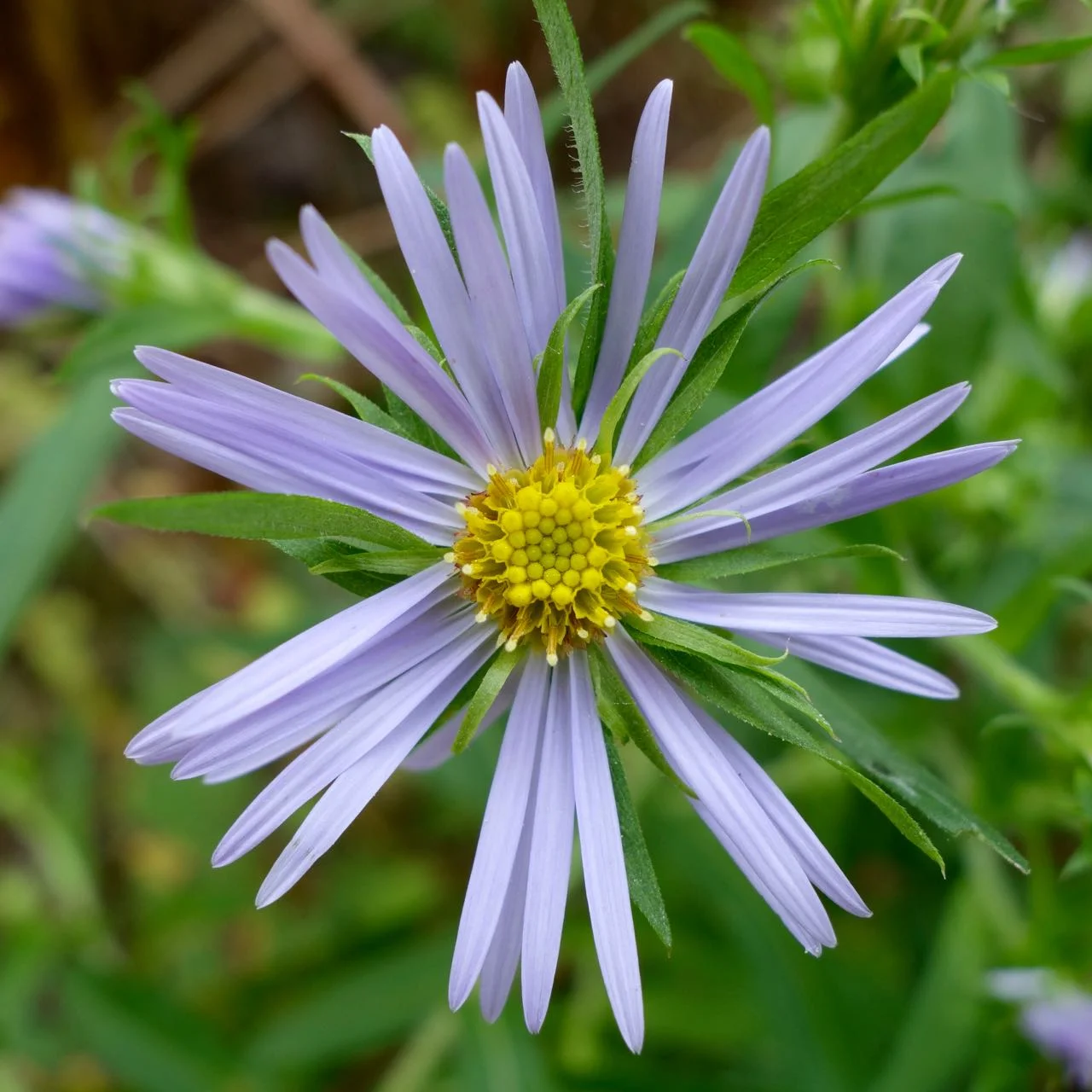 DSC07237.jpg