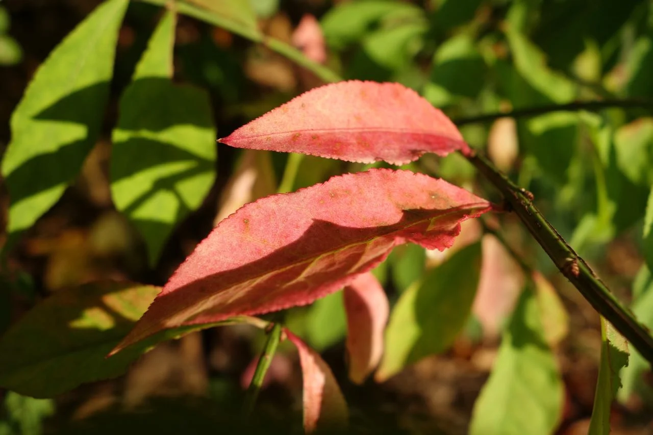 DSC07400.jpg