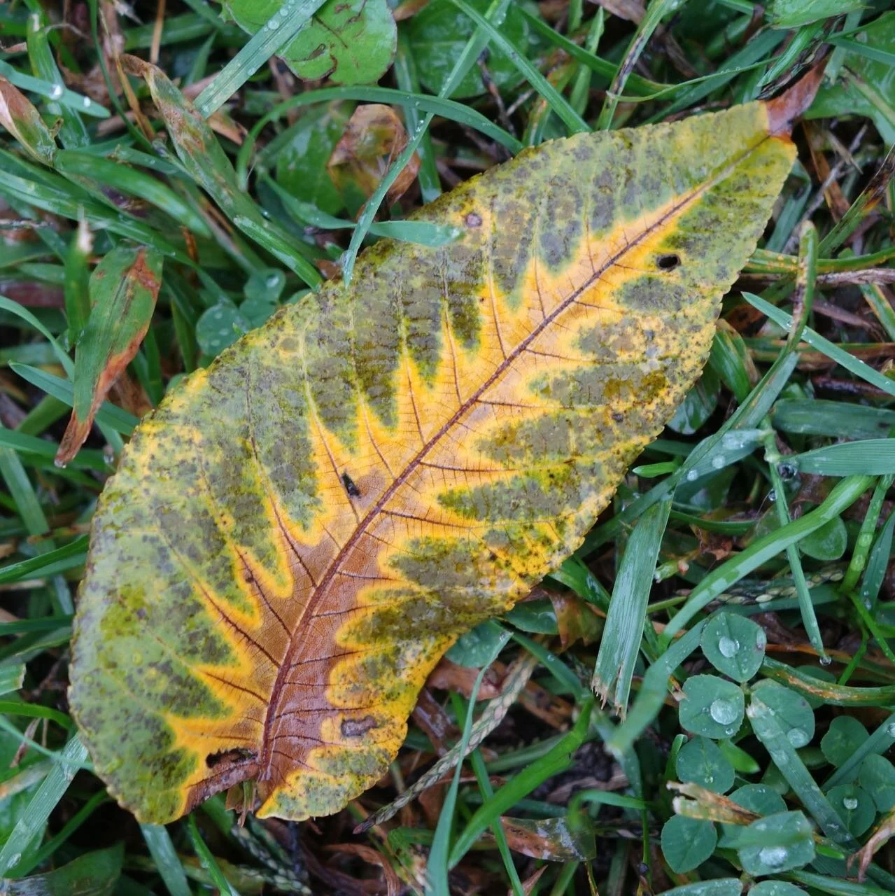 DSC07499.jpg