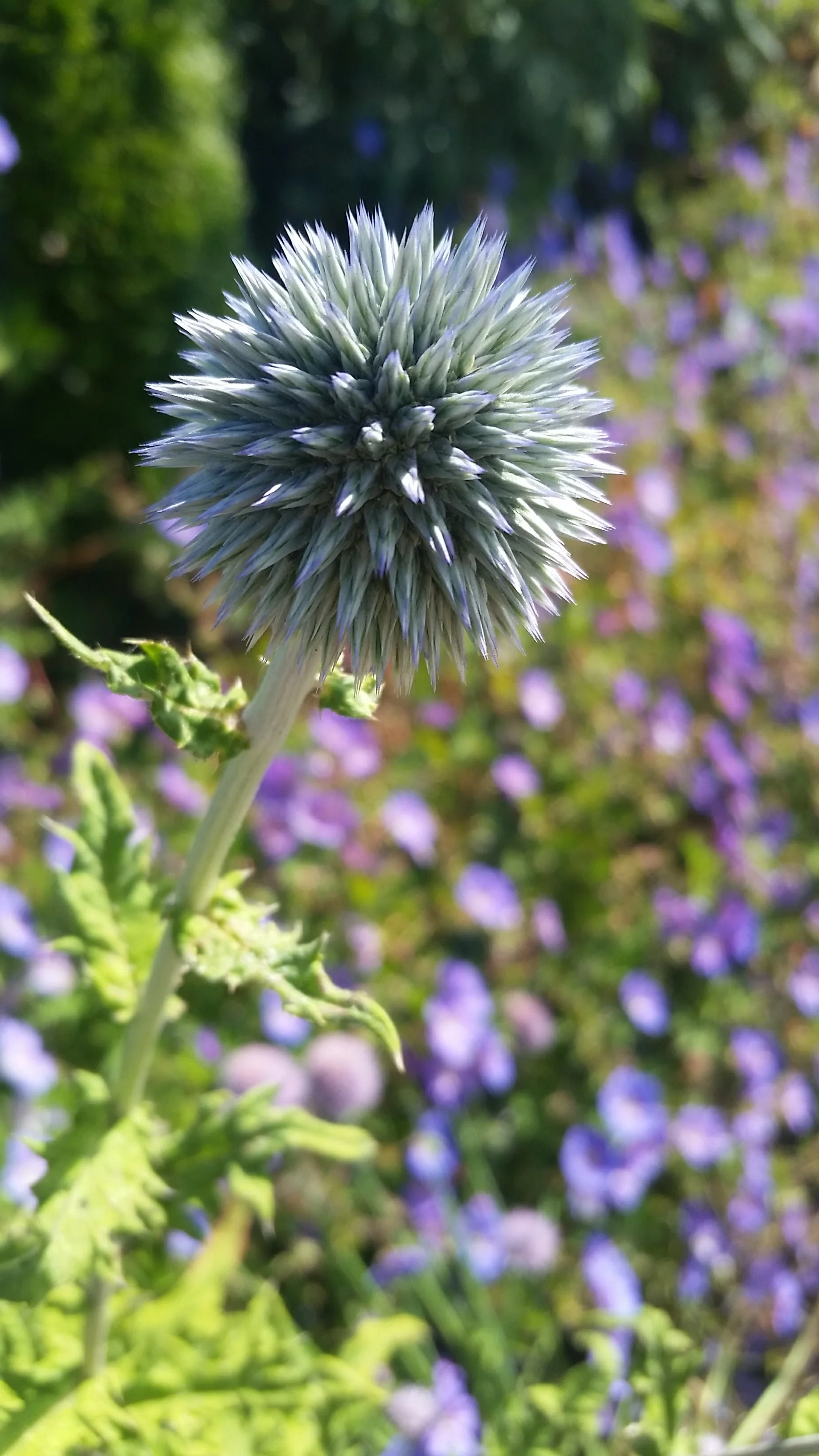 Blue Spiky Orb Flower.jpg